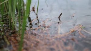 Рыбалка в Барыбино