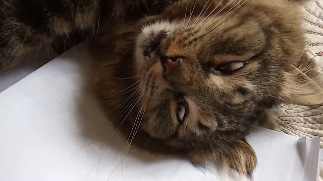 Кот Семён поставил кеды в угол. Склеил ласты. Кома! смотреть онлайн