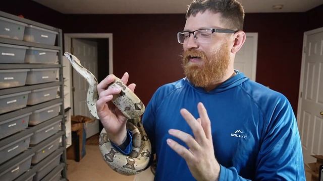 REPTILES / SNAKES : Pearl Burmese Python , Ghost Boa Constrictor , Green Anaconda смотреть онлайн