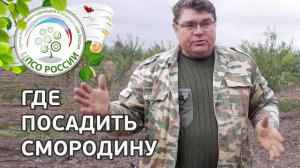 Где сажать смородину. Какое место на участке отвести под смородину.