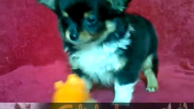 С'Лихобор ПОРТЕР смотреть онлайн