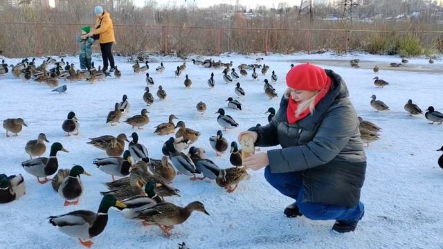 Степановские утки радуют и взрослых и детей. Голодные утки Томска. смотреть онлайн