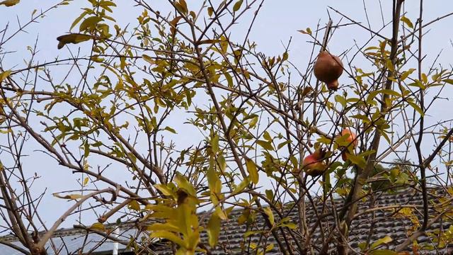My Pomegranate Collection - Waking Up Midwinter смотреть онлайн