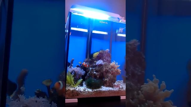 Центропиг - замочная скважина смотреть онлайн