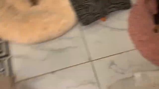 Сегодня собачья радость - говяжий рубец.