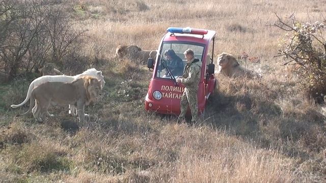 Олег Зубков общается со львами. Парк Тайган смотреть онлайн