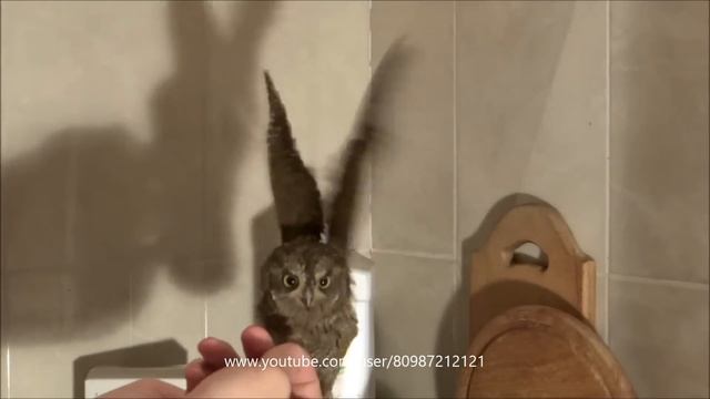 #КАРЛИКОВАЯ #сова #Сплюшка ??? Otus scops ??? Содержание в доме ??? #консультации #продажа смотреть онлайн