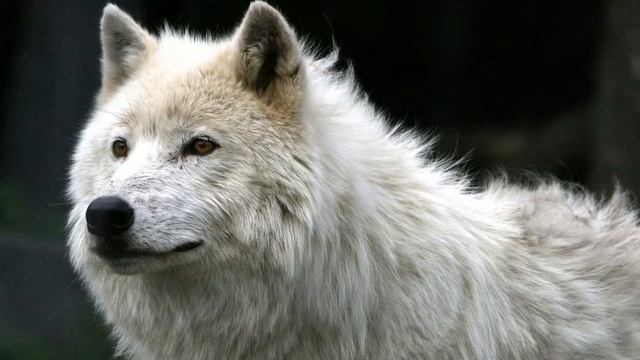 К ЧЕМУ СНИТСЯ  ВОЛК # ВИДЕТЬ ВОЛКА ВО СНЕ # ТОЛКОВАНИЕ СНОВ  # СОННИК