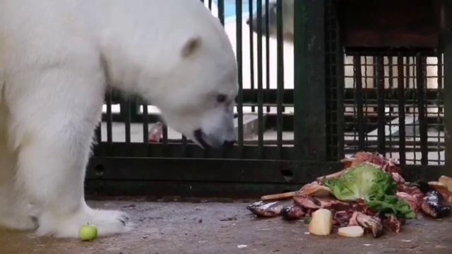 •А вот и Томпа??/Филиал Московского зоопарка в Сычево смотреть онлайн