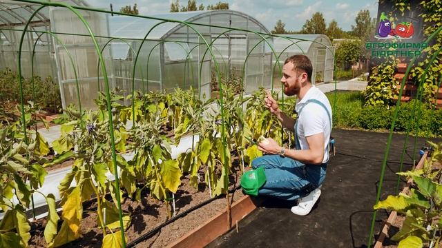 УХОД ЗА БАКЛАЖАНАМИ В ИЮНЕ смотреть онлайн