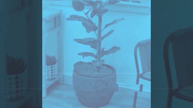 Ficus Audrey For Sale смотреть онлайн