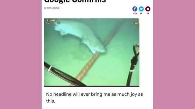 Sharks Eat Wifi | Late Night Tumblr Posts смотреть онлайн