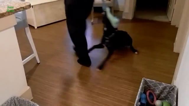 Смешные собаки, не легко бегать по ламинату! Смех сквозь слезы! смотреть онлайн