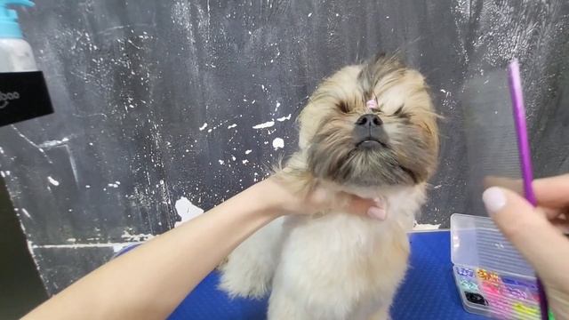 Мальши (Щи-тцу+болонка) Удлиненный фасон и круглая мордочка с хвостиком смотреть онлайн