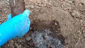 Сажаем розы из магазина Светофор