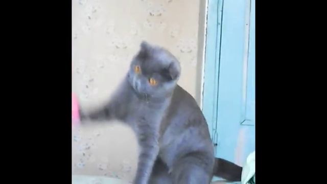 Прикольный кот качает под музыку смотреть онлайн