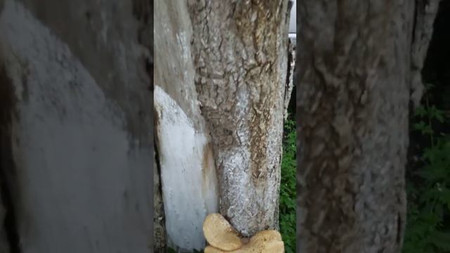 Грибы на деревьях. Трутовик чешуйчатый вырос в городе! смотреть онлайн