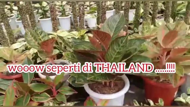 LELANG TANAMAN HIAS DI FIRST ANNIVERSARY CENTRAL TANAMAN HIAS BOJONG MAGELANG 2022 смотреть онлайн