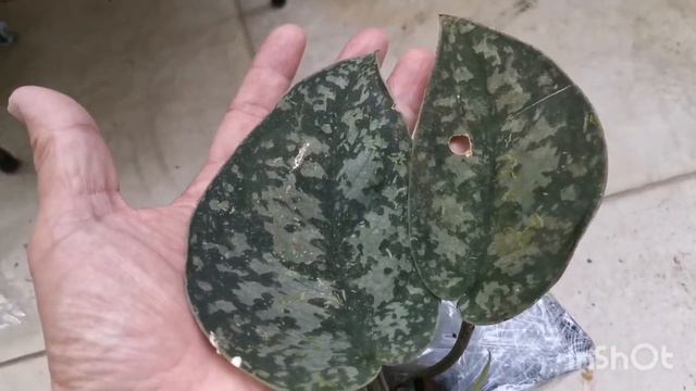 Unboxing Scindapsus Sp Sarawak (Silver Lady) смотреть онлайн