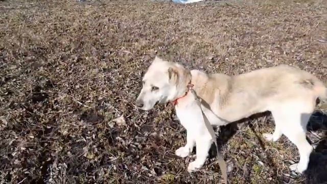 Наши спасенные алабайки за 1,6 года смотреть онлайн