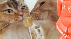 Котик чуть не утонул в унитазе в японском кафе. Приключения желейного Стасика.