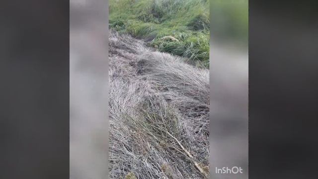 Продолжаем сенокос. смотреть онлайн