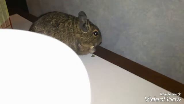 Дорого vs Дёшево/ корм для дегу + доброе дело смотреть онлайн