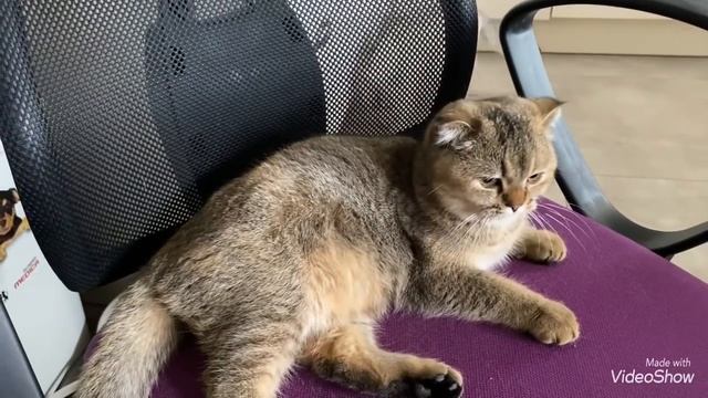 Муж готовит обед?Картошечка/Моя кошечка Соня болеет?Пойду ли я к врачу/Olga Kirchgessner смотреть онлайн