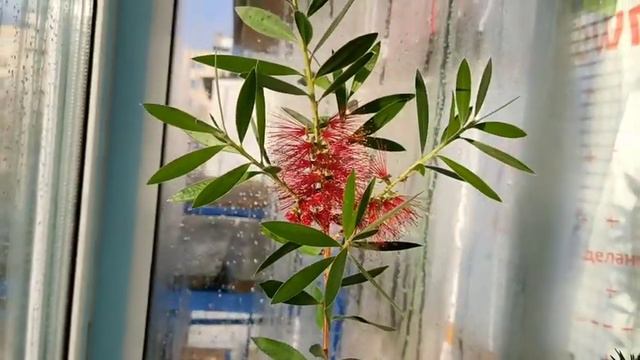 Удивительный мир растений. Этот мир можно создать у себя в квартире 🌸🌿🌱 смотреть онлайн