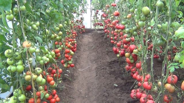 Томат Адонис