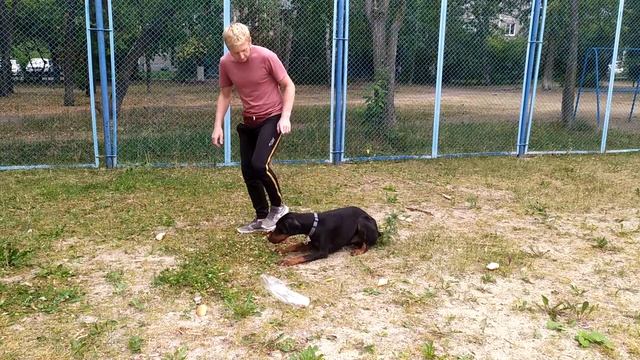 Доберман Вин. Команда "Нельзя". Начало! смотреть онлайн