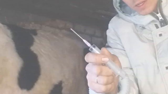 Делаю уколы своим коровкам смотреть онлайн
