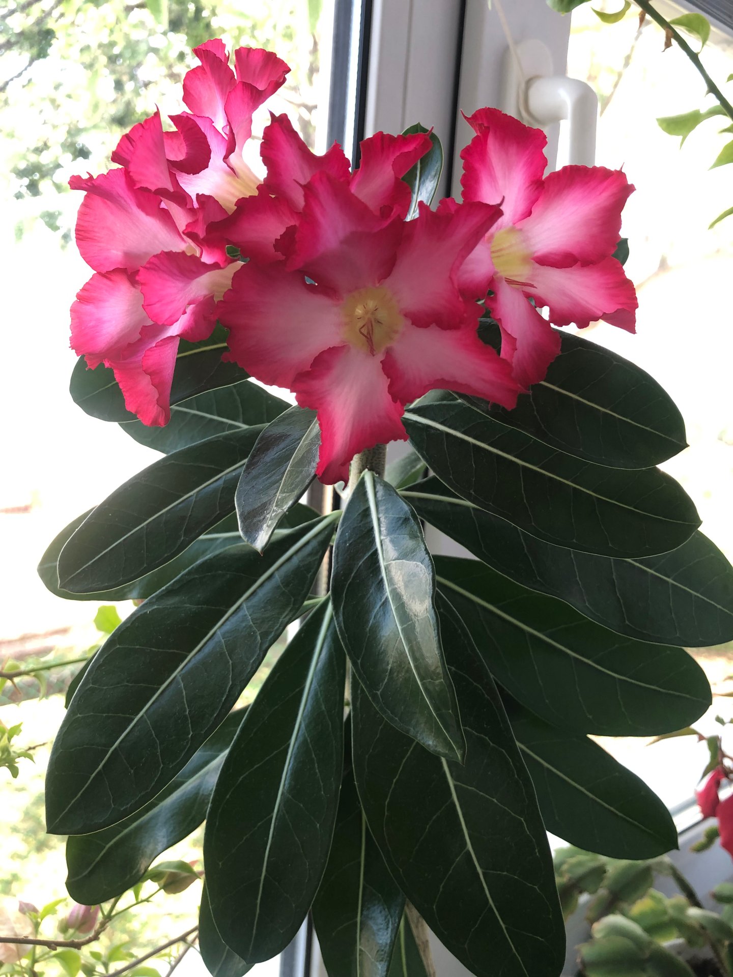 Адениум - красота неописуемая😍