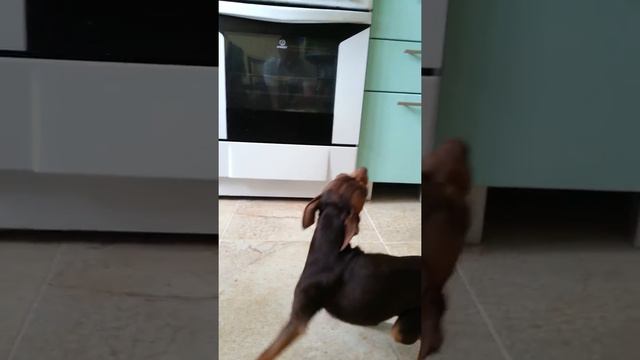 Фима!!! Кто нагадил? смотреть онлайн