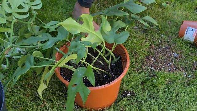 Rhaphidophora Tetrasperma Monstera Minima Repotting Care Tips | How To Care For Monstera Minima
