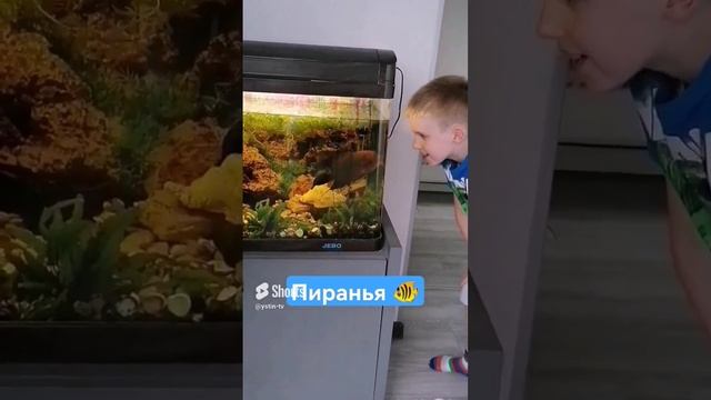 ПИРАНЬЯ АТАКУЕТ УСТИНА!!! #shorts смотреть онлайн