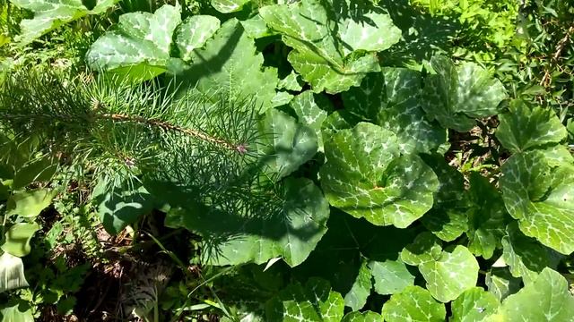 Кабачки. 23.07.20 смотреть онлайн