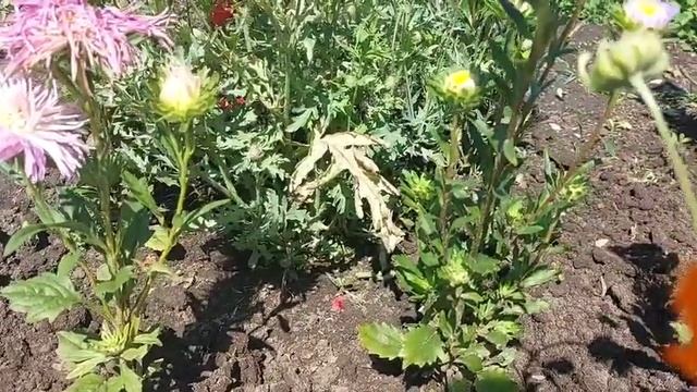 Уход и подкормка астры и роз в период цветения смотреть онлайн