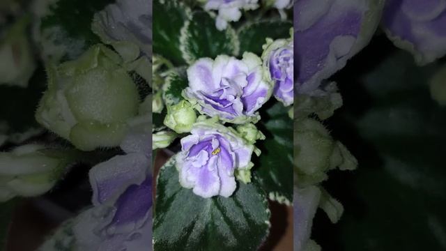 Фиалка Buckeye Seductress (P. Hancock) смотреть онлайн