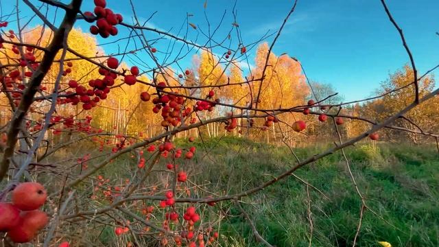 Дикая яблоня смотреть онлайн