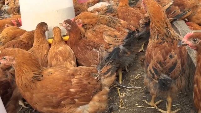 Разведение породы кур Кучинская Юбилейная как бизнес идея | Кучинские Юбилейные Куры