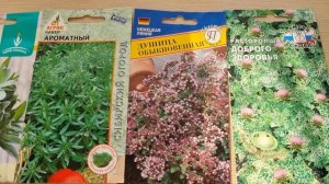 Какие пряные травы сею в огороде и как я их выращиваю