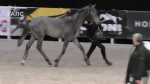 ОРЛОВСКИЙ РЫСАК самая знаменитая РУССКАЯ порода! Ринг Рысаки России Выставка лошадей #ИППОсфера 201