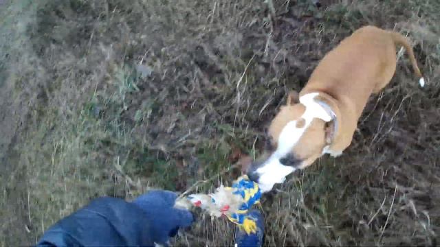 КАК Я КОРМЛЮ СТАФФОРДА ПРИ ТРЕНИРОВКАХ\\ТРЕНИРОВКА АМСТАФФА смотреть онлайн