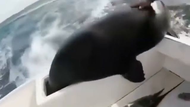 ТЮЛЕНЬ ЗАЛЕЗ НА ЛОДКУ! смотреть онлайн