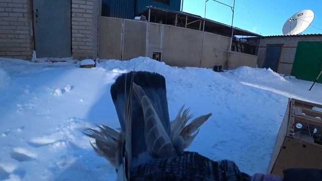 Голуби Казахстана подводим итоги зимнего сезона 28 февраля 2023года смотреть онлайн