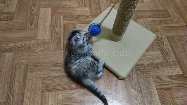 Вислоухая Шотландская девочка? Тигровая Табби? смотреть онлайн