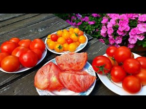 Томат Алсу  самый ранний из крупных в июне 2020) Сахаристый, как арбуз Дегустируем  и взвешиваем