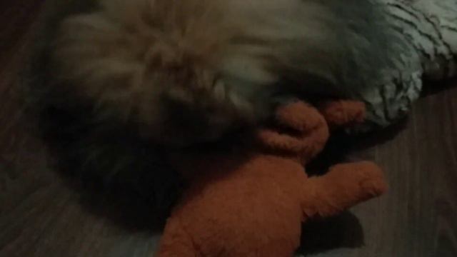 ЧТО ЭТО ТАКОЕ ,НЕ ВОЗМОЖНО ДАЖЕ ЛЕЧЬ ПОСПАТЬ,И ВОПРОСИК К ВАМ ! смотреть онлайн