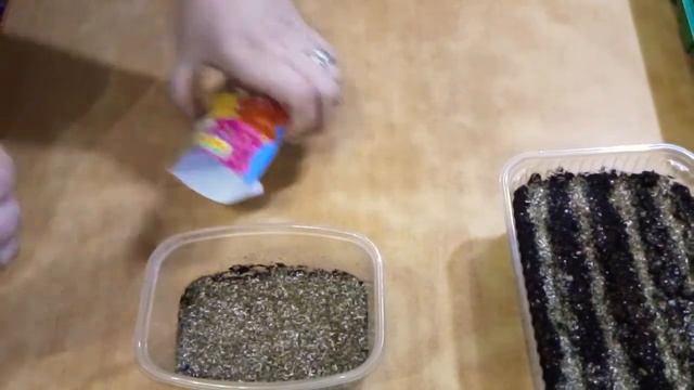 Львиный зев на срезку и карликовый. ?????ПОСЕВ. смотреть онлайн